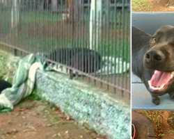 Sweet Puppy Drags Her New Blanket Outside To Share It With Cold Homeless Dog