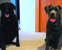Dog Food Arrives After Dogs Pass Away – Man Asks For Refund, Gets Email Explanation In Reply