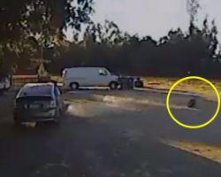 Small Dog Is Carried Off By A Coyote, But The Neighbor’s Hero Rottweiler Springs Into Action