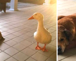 A Friendly Duck Shows Up On Doorstep And Helps Heal A Grieving Dog’s Heart