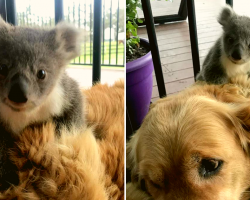 Hero Golden Retriever Saves Baby Koala And Brings It Home!
