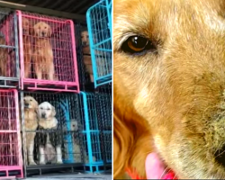 A Local Rescue Is Saving Golden Retrievers From Chinese Dog Meat Trade
