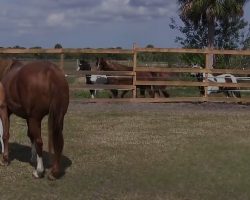 An entire herd rushed up to a Paddock to see the rarity a mother horse was hiding