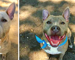 Pit Bull With The Sweetest Smile Has Been Waiting For A Forever Home For 981 Days