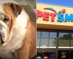 Yet Another English Bulldog Dies After PetSmart Grooming-The 32nd Death Since 2015!