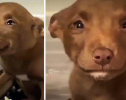 After Almost Dying On Highway, He Couldn’t Stop Smiling In His Shelter Kennel