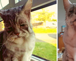 Cat With Saddest Face Finally Finds Forever Home-Now His Humans Are Giving Him The Happiest Life