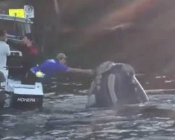 A Whale Kept Swimming Up. That’s When Fishermen Noticed Something Was Wrong