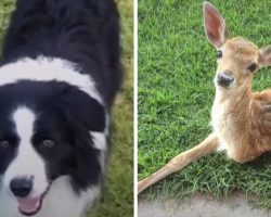 Abandoned Baby Deer Found Missing A Leg. Watch What These Dogs Do To Him