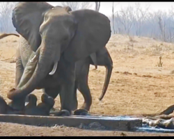 Abandoned Baby Elephant is Drowning Until Another Elephant Performs a Miracle Rescue