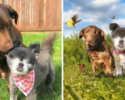She Adopted Not One, But Two Blind Dogs. Now They All Go On Adventures Together