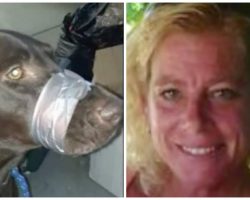 Animal Abuser Found Guilty Of Duct Taping Dog’s Mouth Shut For Barking