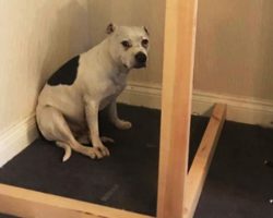 Dad Builds A Very Special Solution For His Rescue Dog Overwhelmed By Anxiety