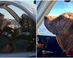 Senior Dog Only Has Weeks To Live – Man Flies Her 400 Miles To A Better Life