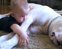 Mom Always Hoped They’d Be Best Friends, Has It Confirmed When Dog Puts Arm Around Baby