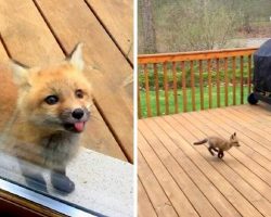 Adorable baby foxes show up at grandma’s house, turn her porch into their playground