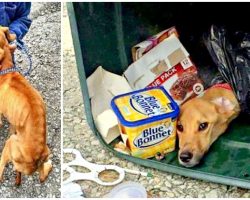 Barbaric Woman Seals Her Dog In Trash Bin So She Can Move In With Her Boyfriend