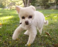 He Didn’t Always Walk This Way, But His Humans Beat Him When He Peed On The Floor