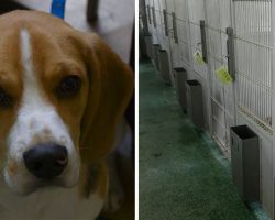 Callous CEOs Are Building A Facility To Breed Dogs To Abuse In Medical Testing