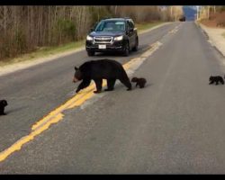 Mama Bear Tries To Get Her Family Across The Street, But The Littlest One Can’t Keep Up