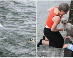 Man At Pier To Scatter His Grandmother’s Ashes In The Bay Wound Up Saving A Drowning Dog’s Life