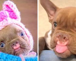 Disfigured Bulldog puppy is dumped by breeder, wonders if he’s lovable too