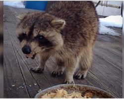 Blind raccoon visits a woman for years and shows up with the cutest body guards