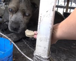 Blind Senior Dog Was Abandoned Near A Junkyard, But These Angels Wouldn’t Leave Him Behind