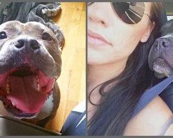 Pit Bull Spent His Life On The Streets Until His New Mom Gave Him A Second Chance