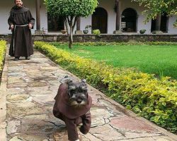 Monastery Adopts Stray Dog and Names Him ‘Friar Mustache’
