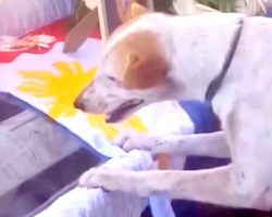 Loyal Dog Joins His Human In Heaven After Being Tragically Killed In A Hit-And-Run