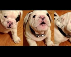 Mama Tells Her Bulldog Puppy To Be Quiet. He Proceeds To Throw The Cutest Tantrum