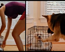 Smart German Shepherd Lets Maltese Out of Her Kennel