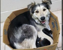 Dog Found Abandoned And Sealed In A Box Along With Her 9 Puppies