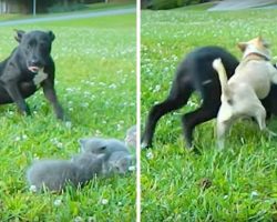 Tiny Chihuahua Bravely Shields Little Kittens From The “Attacks” Of A Large Dog