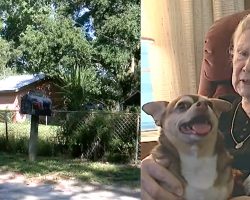 Chihuahua Comes To The Rescue Of Owner Who Lay Helpless For 5 Hours In The Heat