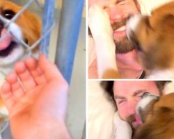 Chris Evans Plays Real Life Superhero To Rescue Dog After Their Emotional First Meet