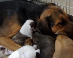 Woman Saves Mama Dog From Euthanasia And Comes Up With Another Life-Saving Idea