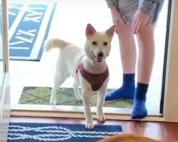 Family Captures Joyful Moment Abused Pup Steps Foot In New Home For First Time