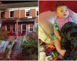 Baby and Dog Were Stuck In Burning House, Dog Sacrifices Himself To Save Her