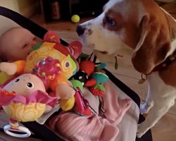 Guilty Dog Apologizes to Crying Baby After Taking Her Toy