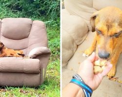 They Dump Him On Roadside & Drive Off, Obedient Pup Starves But Won’t Leave Spot