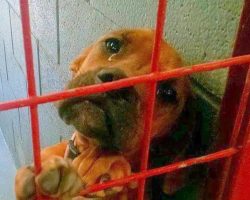 Dog Cries All Night As No One Picks Her And Shelter Shares Her Photo As A Last Resort
