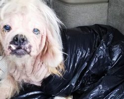 Dog discovered under horrifying conditions miraculously survives monstrous abuse