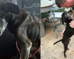 Starving Senior Dog With Giant Tumor Never Shown Love Wags Tail When He Hears A Kind Voice