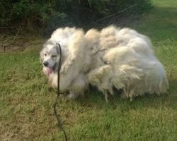 Dog Found Stuck In A Barn Looks Brand New After Getting 35 Pounds Of Fur Shaved Off