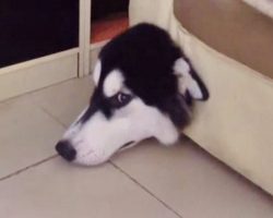 Dog Gets Stuck In A Couch Trying To Catch A Mouse