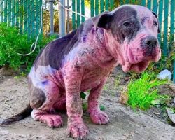 Dog Is Beaten, Spray-Painted And Burnt For Fun- Police On Lookout For Information