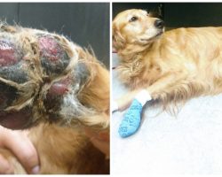 Dog Suffers Severe Burns On Paws From Walking On Hot Pavement, Warning To Others