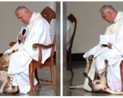 Priest’s Sermon Interrupted By Dog, His Attitude Toward Him Is Downright Divine